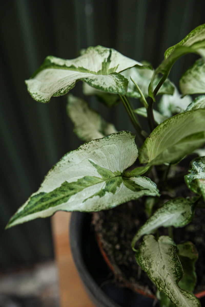 Syngonium Three Kings