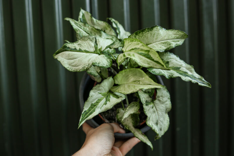 Syngonium Three Kings