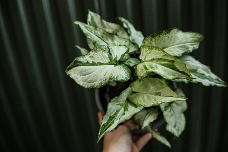 Syngonium Three Kings