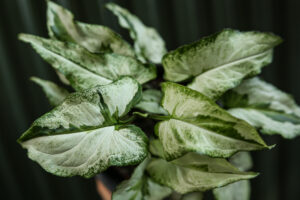 Syngonium Three Kings