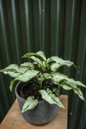 Syngonium Three Kings