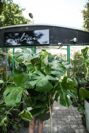 Monstera deliciosa XL