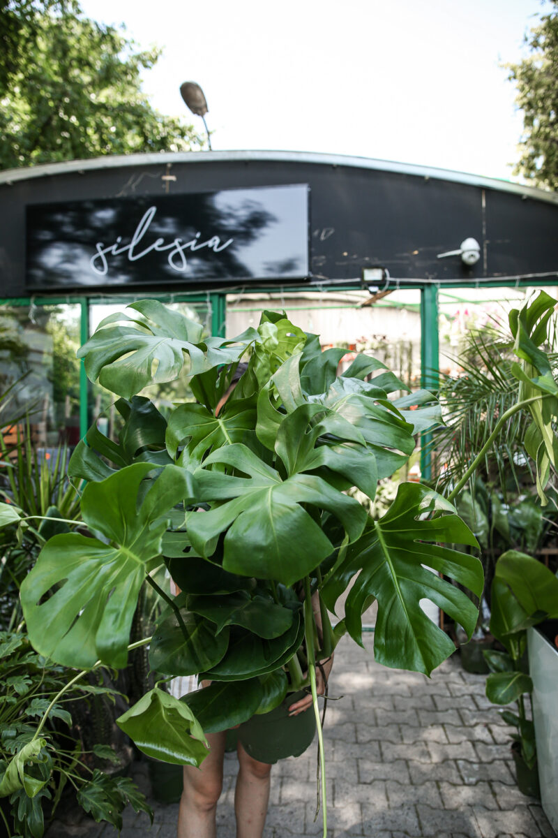Monstera deliciosa XL