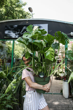 Monstera deliciosa XL