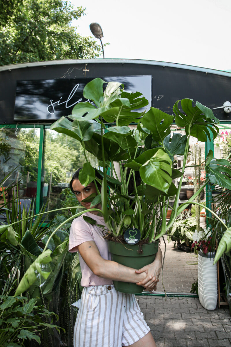 Monstera deliciosa XL