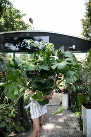 Monstera deliciosa XL