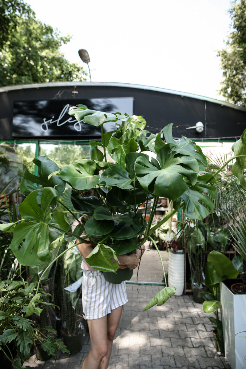 Monstera deliciosa XL