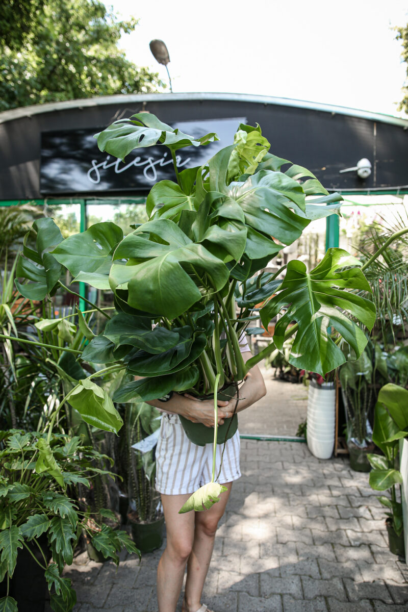 Monstera deliciosa XL