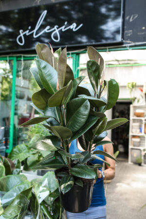 Ficus Robusta Fikus Sprężysty