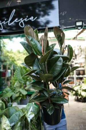 Ficus Robusta Fikus Sprężysty