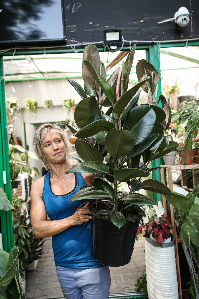 Ficus Robusta Fikus Sprężysty