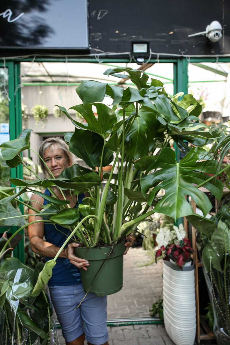 Monstera deliciosa XL