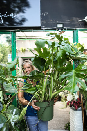 Monstera deliciosa XL