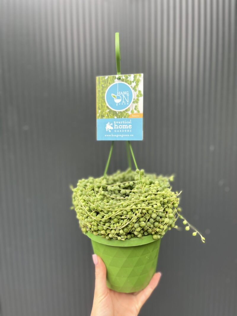Senecio rowleyanus