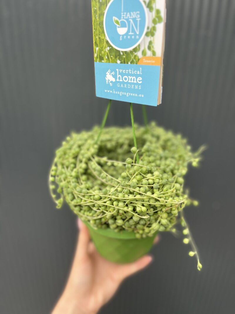Senecio rowleyanus
