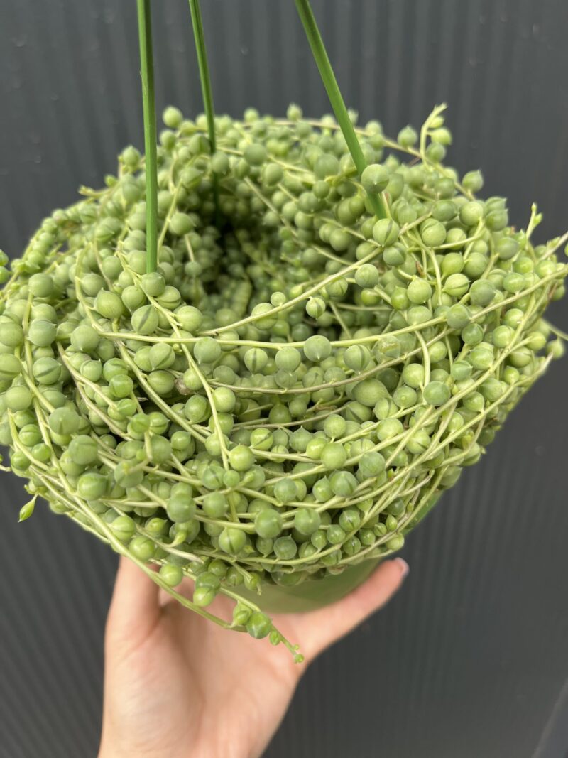 Senecio rowleyanus
