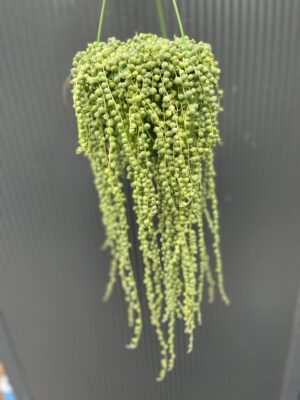 Senecio rowleyanus