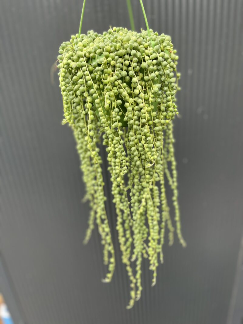 Senecio rowleyanus