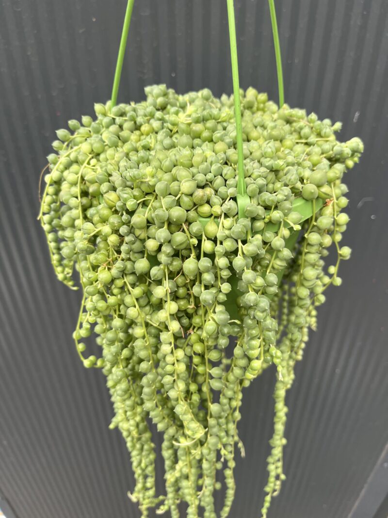 Senecio rowleyanus