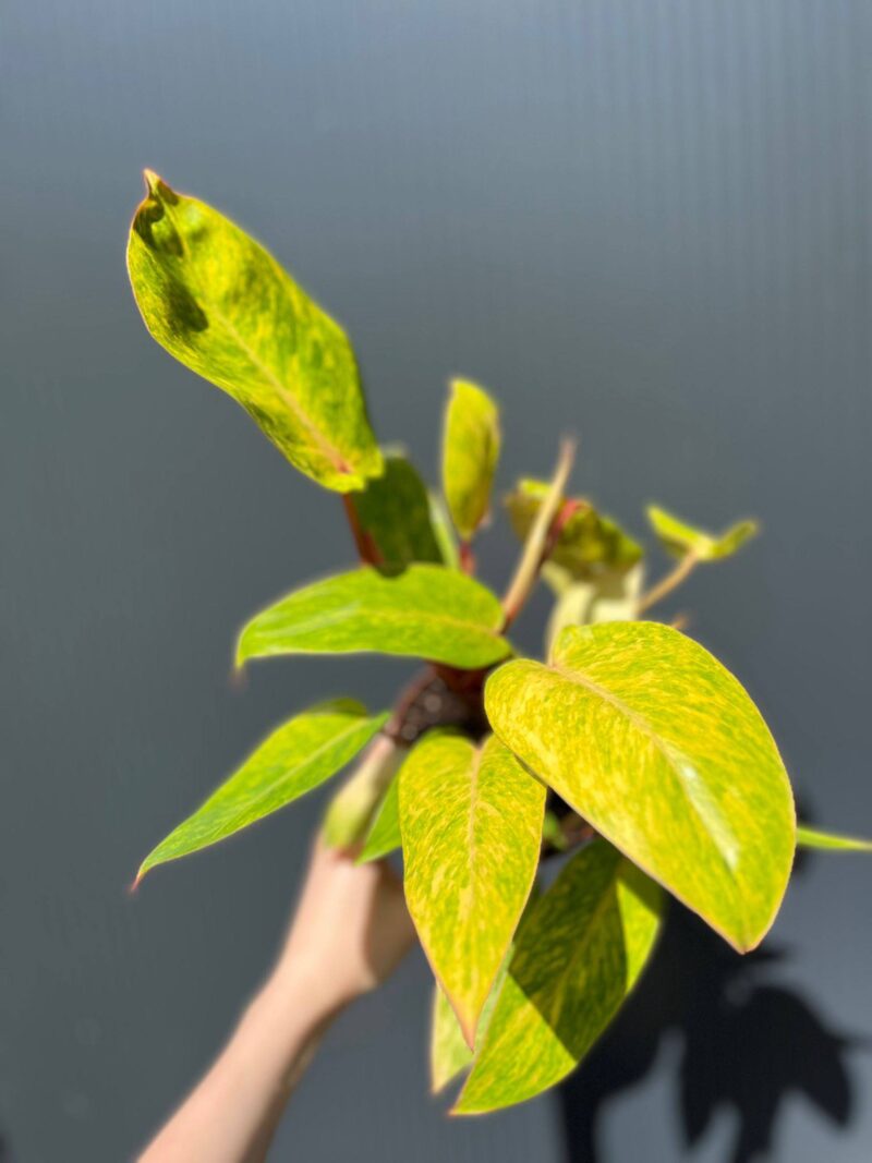 Philodendron Painted Lady
