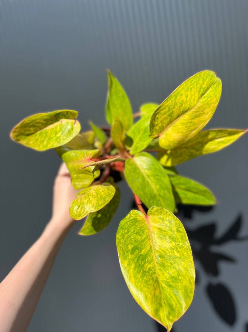 Philodendron Painted Lady