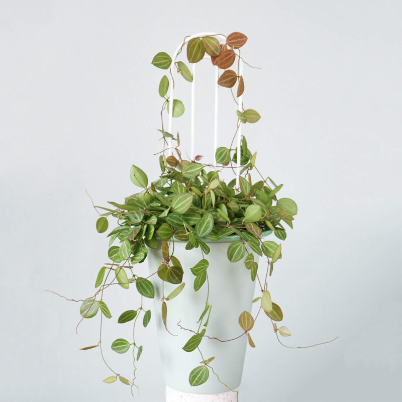 Podpórka “DONIEBA”