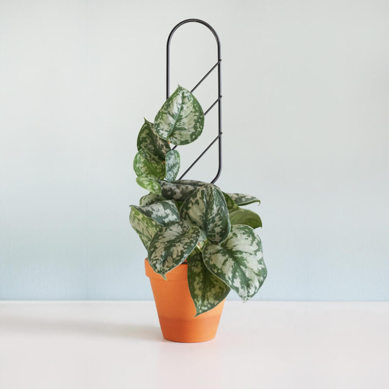 Podpórka “DRABINKA MAŁA”