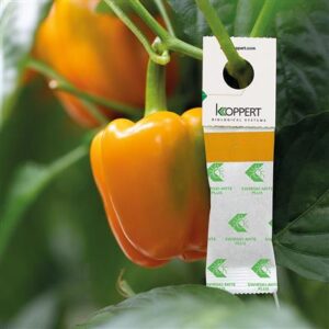 Swirski – roztocze na wciornastki