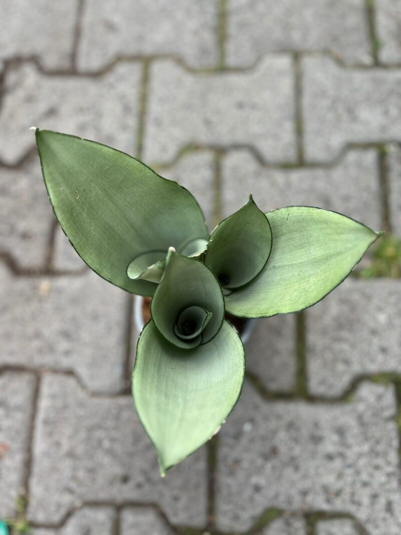 Sansewieria ‘Moonshine’