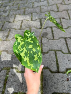 Caladium Hilo Beauty