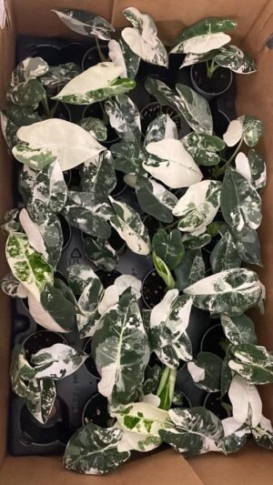 Alocasia Frydek Variegata
