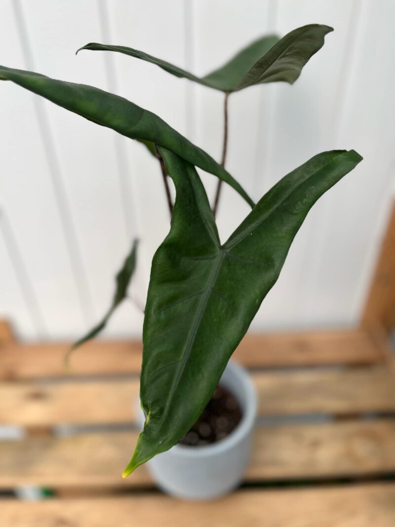 Alocasia Tigrina