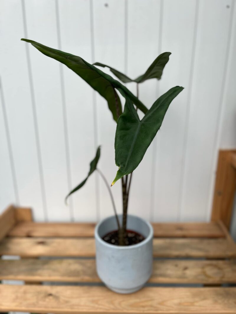Alocasia Tigrina Alocasia Tigrina