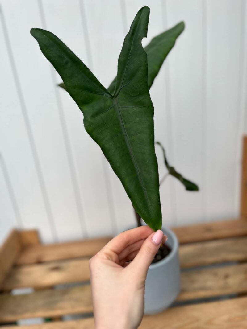 Alocasia Tigrina