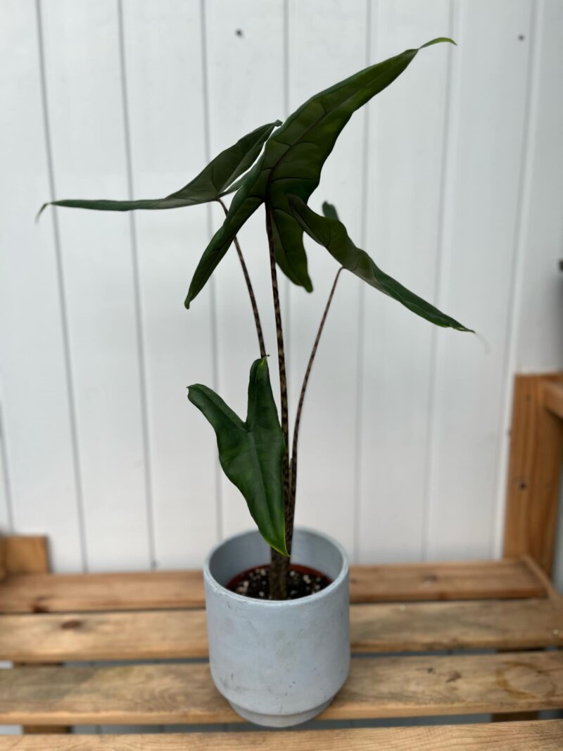Alocasia Tigrina
