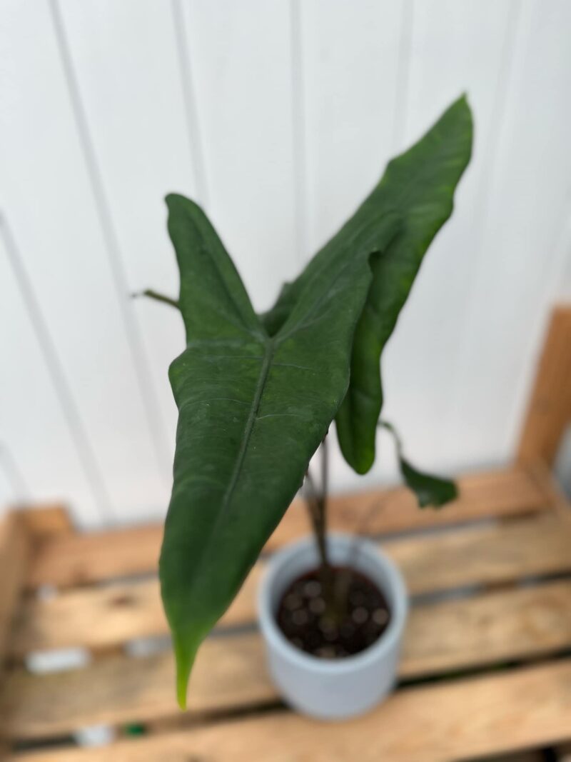 Alocasia Tigrina
