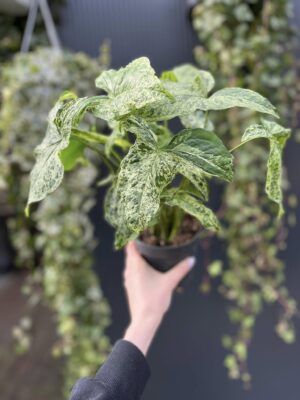 Syngonium Mottled Mojito
