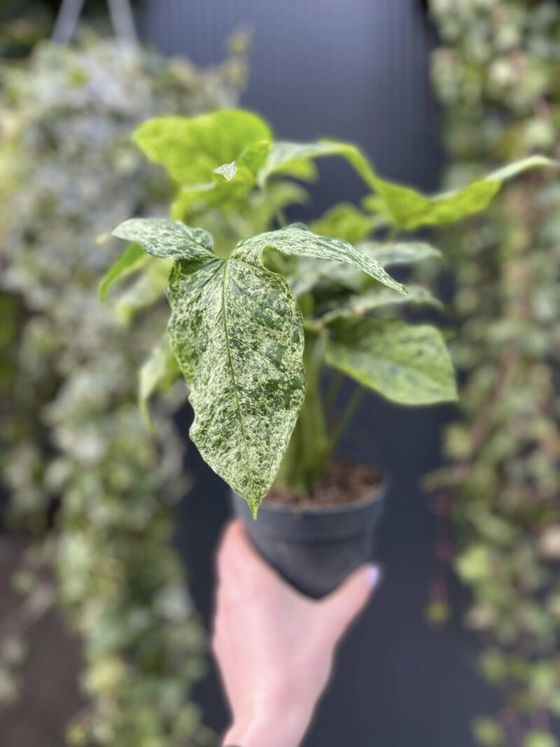 Syngonium Mottled Mojito