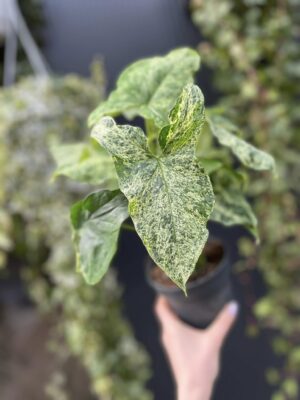 Syngonium Mottled Mojito