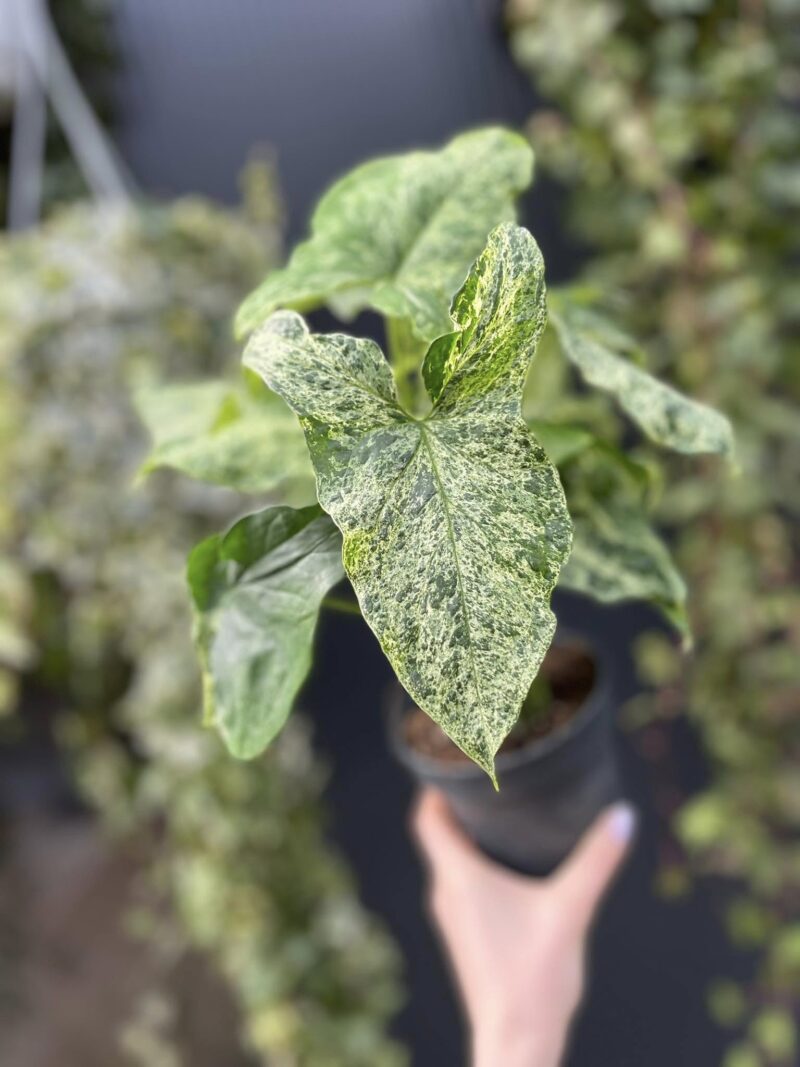 Syngonium Mottled Mojito