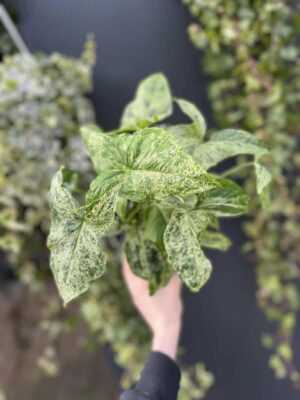 Syngonium Mottled Mojito
