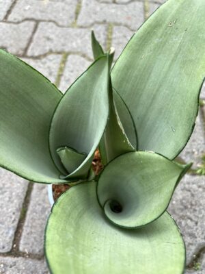 Sansewieria ‘Moonshine’