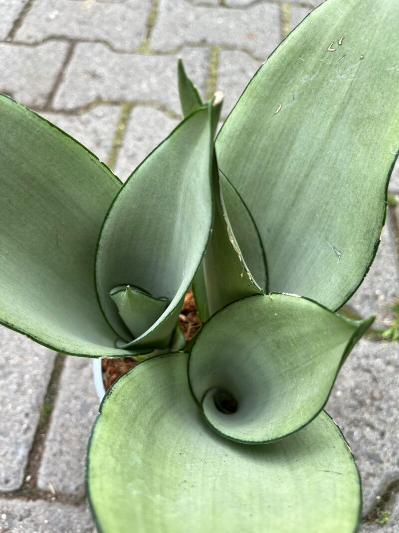 Sansewieria ‘Moonshine’