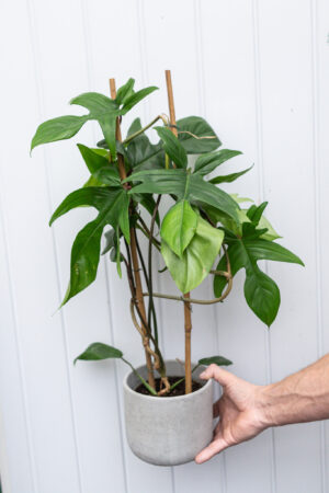 Philodendron Florida Green – cięty pęd