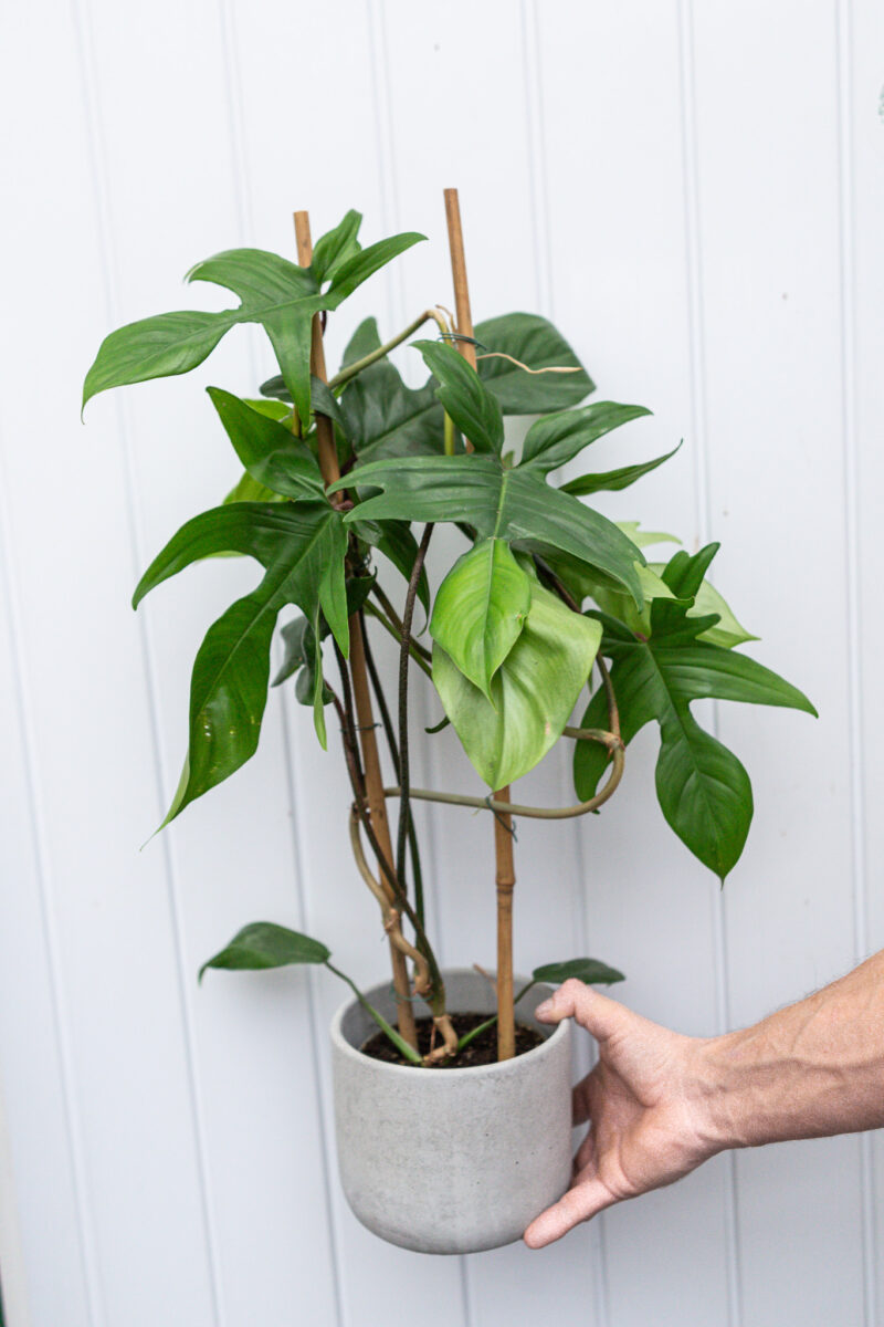 Philodendron Florida Green – cięty pęd Philodendron Florida Green – cięty pęd