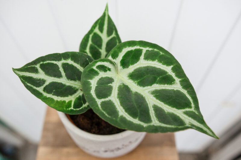 Anthurium Silver Blush