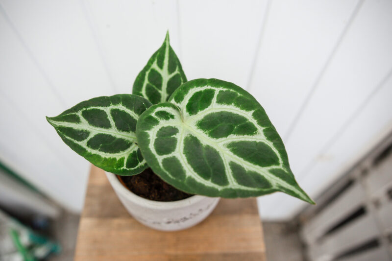 Anthurium Silver Blush