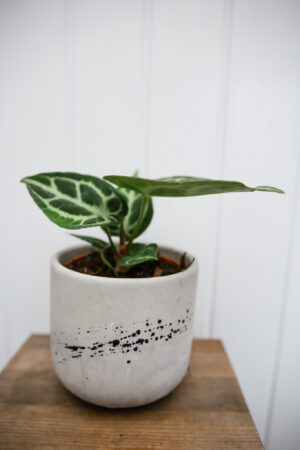 Anthurium Silver Blush