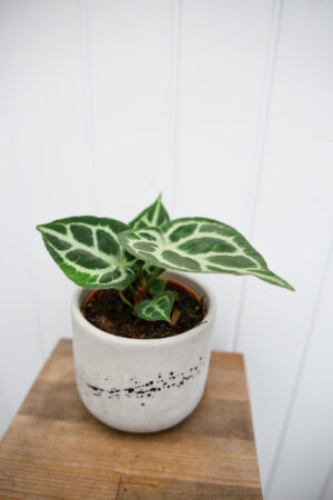 Anthurium Silver Blush