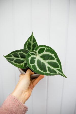 Anthurium Silver Blush